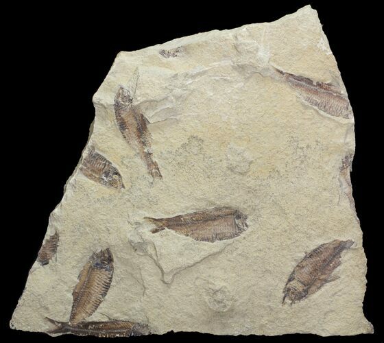 Fossil Fish (Gosiutichthys) Mortality Plate - Lake Gosiute #71790